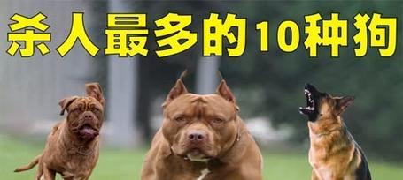 《孤岛惊魂5》攻略（获得人类最好的朋友任务攻略）
