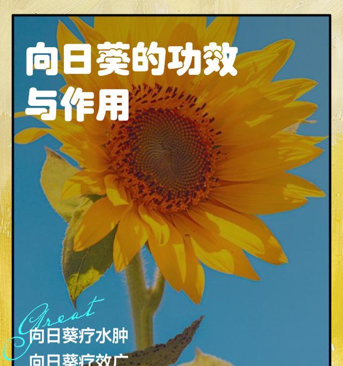 向日葵角色减肥方法是什么？减肥后有什么变化？